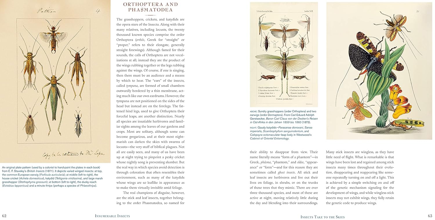 Innumerable-Insects:-The-Story-of-the-Most-Diverse-and-Myriad-Animals ...