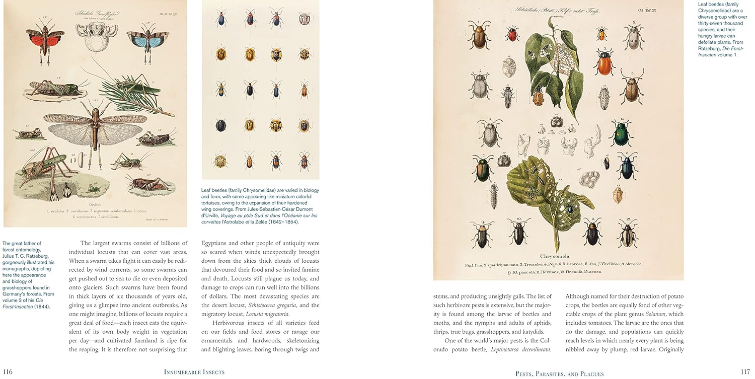 Innumerable-Insects:-The-Story-of-the-Most-Diverse-and-Myriad-Animals ...