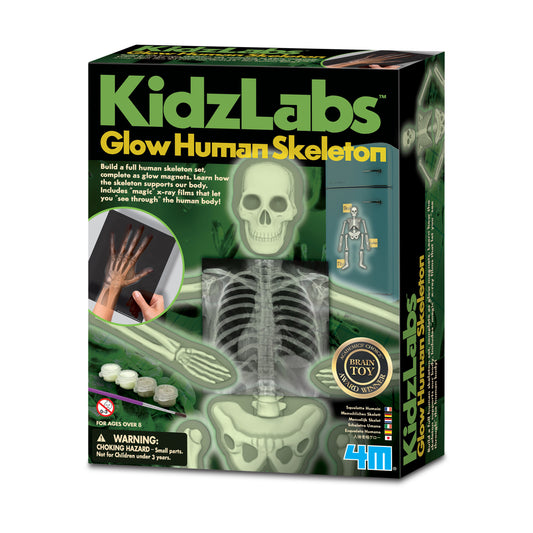 4M - KIDZLABS - HUMAN SKELETON