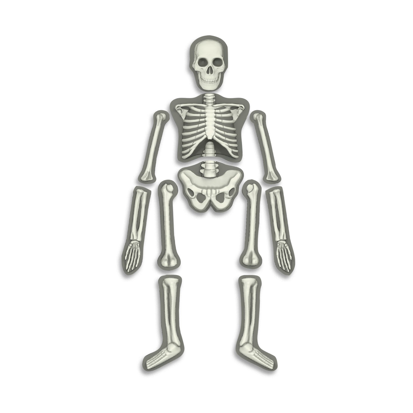 4M - KIDZLABS - HUMAN SKELETON