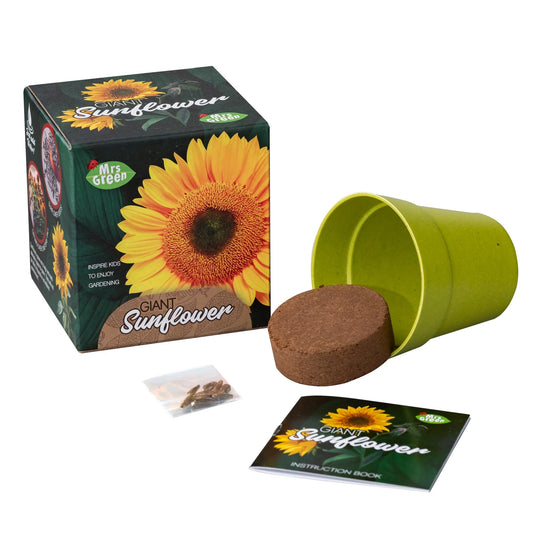 Giant Sunflower Grow your own Sunflower