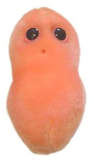 Pimple Giant Microbe