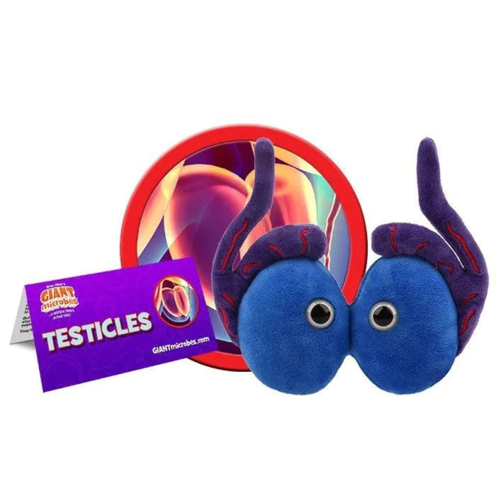 Testicles Organ