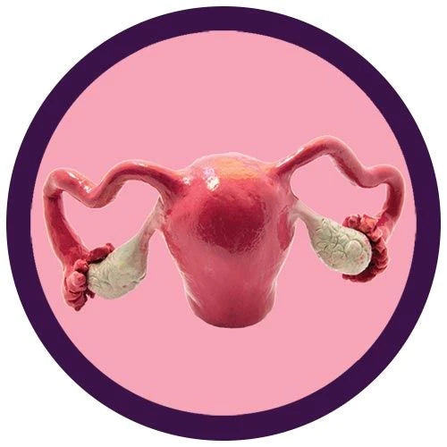 Uterus Organ